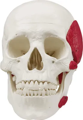 Image de Erler-Zimmer Modèle de crâne avec muscles masticateurs 3 pièces