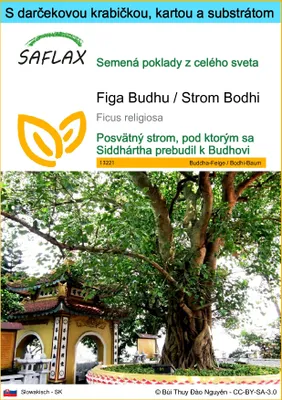 Obrázok produktu pre SAFLAX Darčeková sada - Figa Budhu / Strom Bodhi - Ficus religiosa - 100 Semená - S darčekovou krabičkou, prepravným štítkom, darčekovou kartou a pestovateľským médiom