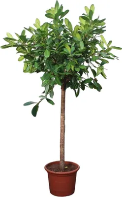 Zdjęcie produktu dla Drzewo kauczukowe - Ficus Cyathistipula - Roślina domowa - 250cm - ø50cm