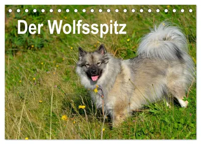 Produktbild von Der Wolfsspitz (Tischkalender 2027 DIN A5 quer), CALVENDO Monatskalender