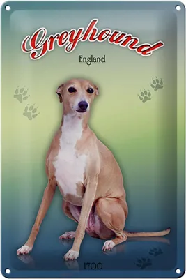 Produktbild von Blechschild Hund 20x30cm Greyhound England