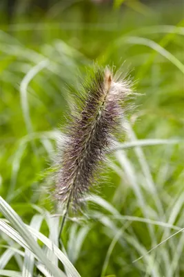 Produktbild von Pennisetum alopecuroides 'Japonicum', Lampenputzergras, ca. 11x11 cm Topf