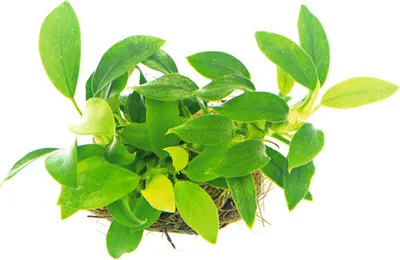 Produktbild von Kleinstes Zwergspeerblatt - Anubias nana Bonsai
