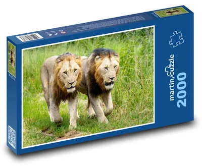 Obrázok produktu pre martinpuzzle - Puzzle 2000 - Lvy