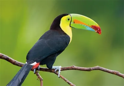 Produktbild von 3 D Ansichtskarte Tukan, Postkarte Wackelkarte Hologrammkarte Tiere Tier Tukane Vogel