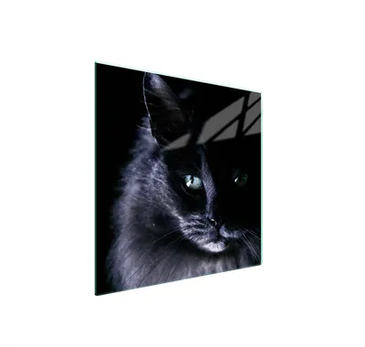 Produktbild von Glasschutzplatte Für Herd 50X52 Cat