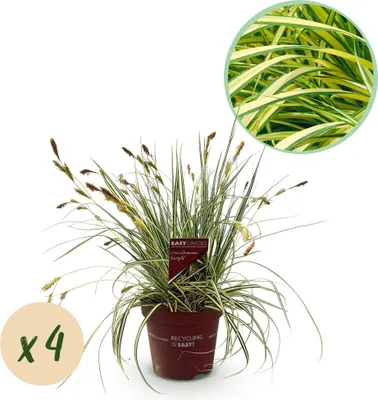 Produktbild von GreenboutiQ - Ziergräser - Carex oshimensis Evergold - Gelb & Grün - 4 Pflanzen - Immergrün - Wenig Pflege - Topf 17cm Höhe 50cm