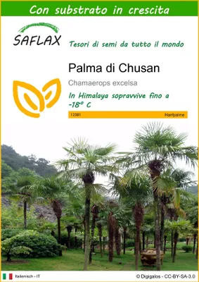 Immagine prodotto di SAFLAX  - Palma di Chusan - 10 semi - Con substrato - Chamaerops
