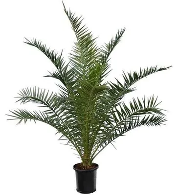 Zdjęcie produktu dla Palma daktylowa kanaryjska - Zestaw 2 szt. - Wysokość 140-160 cm
