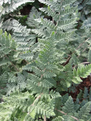 Produktbild von Cheilanthes lanosa - Haariger Pelzfarn - Lippenfarn - Ursprungsart