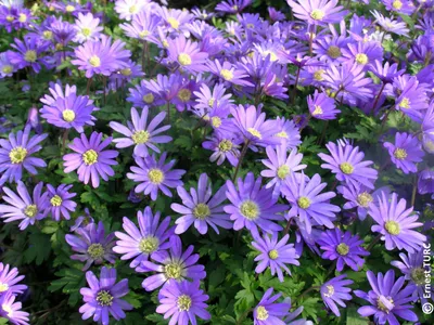 Image de Anemone blanda 'Blue Shades' (Multi-bulbe) / Anémone de Grèce