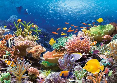 Produktbild von Castorland Coral Reef Fishes Puzzle 1000 Teile   C-101511-2