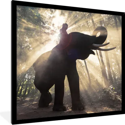 Produktbild von MuchoWow® Gerahmtes Poster Elefant mit Person in hellem Sonnenlicht 40x40 cm - Poster mit Schwarzem Bilderrahmen Wandposter Rahmen Foto Bilder - Mit Rahmen - Wanddekoration Schlafzimmer