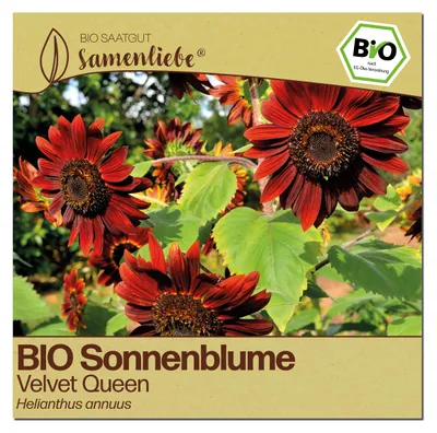 Produktbild von Samenliebe  Sonnenblume Samen | Velvet Queen - dunkelrot - samenfestes  Saatgut