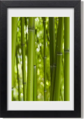 Produktbild von Bild 20x30 MDF-Rahmen, Wandkunst Bambuswald