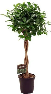 Zdjęcie produktu dla Fikus chiński Ficus Microcarpa Moclame Ø23 cm ↕110 cm Roślina doniczkowa