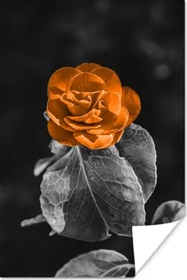 Produktbild von MuchoWow® Poster Blumen - Rosen - Orange - Schwarz - Weiß 60x90 cm - Wanddekoration