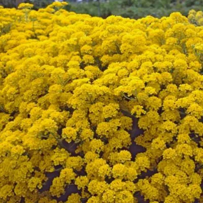 Produktbild von 6 x Falsen Steinkreisse  - Aurinia saxatilis 'Compacta'  | Topf 9cm x 9cm