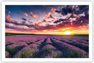 Produktbild von Poster - Poster ohne Rahmen - Lavendel Berge Feld - 91,5x61 cm - Wand Bild - Wanddeko - Wandbilder - Kunstposter - Wandposter - Bilder - Kunstdruck - Wanddekoration - Wandbild - P2XAA91x61-3816