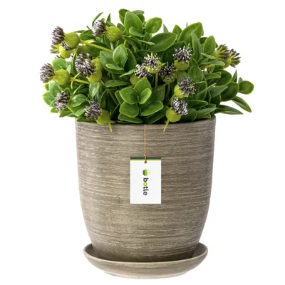 Produktbild von Blumentopf Blumenübertopf Beton Blumenschale mit Untersetzer Rund Matt Keramik Modern Glamour H=14 cm