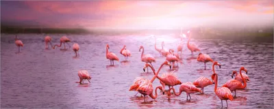 Produktbild von Wallario selbstklebendes Poster - Rosa Flamingos bei Sonnenuntergang, Größe: 80 x 200 cm