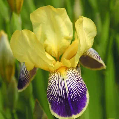 Immagine prodotto di 6 x Iris germanica 'Nibelungen' (gigli spada) | Vaso da 9x9 cm