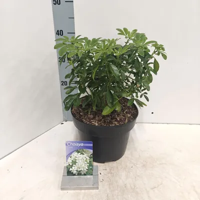 Zdjęcie produktu dla Choisya ternata – kwiat pomarańczy | 40–50 cm w doniczce
