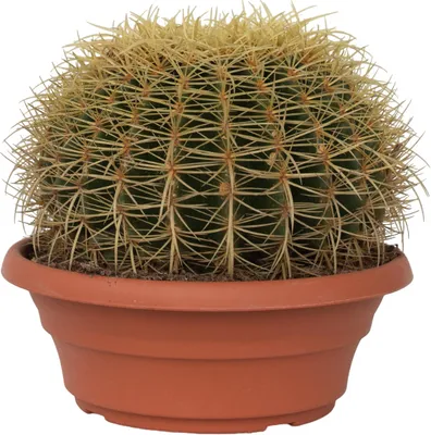 Produktbild von Zlatý Sudový Kaktus - Echinocactus grusonii - Výška 25-35cm - ⌀25cm