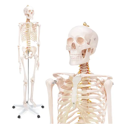 Obrázek produktu pro 4FIZJO Anatomický model lidské kostry 180 cm