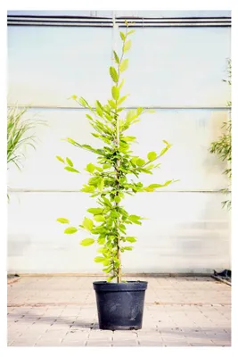 Produktbild von Hainbuche 80–100 cm – Winterhart, Mehrjährig, Pflegeleicht – Heckenpflanze für Garten und Sichtschutz