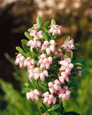 Produktbild von Arctostaphylos uva-ursi, Bärentraube, immergrün, 20–25 cm