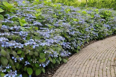 Produktbild von Tellerhortensie ´VEERLE®´ 30-40 cm, Cont. 2,5 l