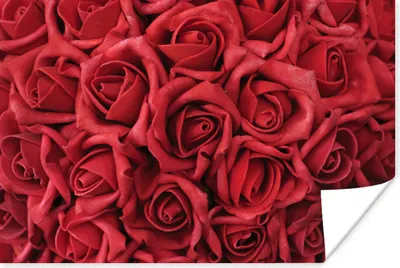 Produktbild von MuchoWow® Poster Rosen - Rosenblütenblätter - Rot 90x60 cm - Schlafzimmer