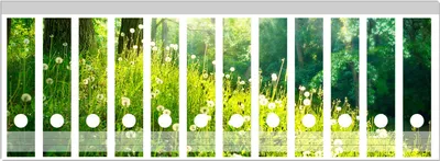 Produktbild von Wallario Ordnerrücken Sticker, selbstklebend für breite Ordner, 12 Stück, Motiv Pusteblumen im Wald mit einfallenden Sonnenstrahlen