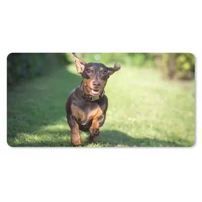 Produktbild von MuchoWow® Schreibtischunterlage Ein sprintender Dackel 80x40 cm - XXL Mauspad - Gaming Mauspad