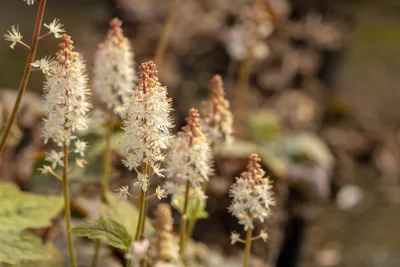 Produktbild von Tiarella wherryi, Schaumblüte, ca. 9x9 cm Topf, zierlich