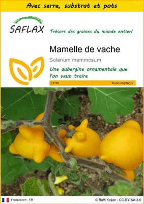 Image de SAFLAX Ensemble de culture - Mamelle de vache - 10 graines - Solanum