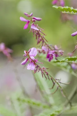 Produktbild von Indigofera heterantha, Indigostrauch, rosa Blüten, 30–40 cm