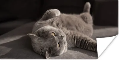 Produktbild von MuchoWow® Poster Tier - Katze - Grau 40x20 cm - Poster für die Wand - Poster Schlafzimmer