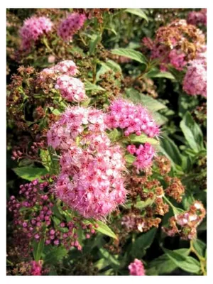 Produktbild von Zwergspiere Shirobana - Harlekinspiere - Spiraea japonica 40-60