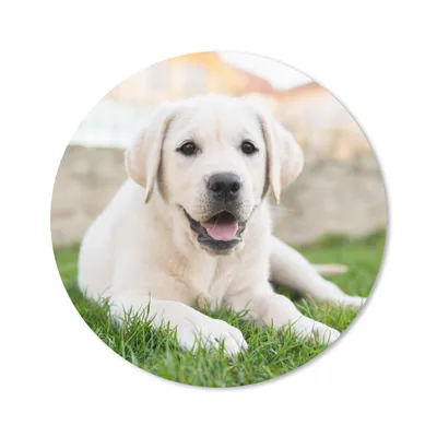 Produktbild von MuchoWow® Mauspad Mousepad Weißer Labrador Retriever im Gras liegend 20x20 cm - Mousepads - Maus Mat - Pad - Mausunterlage - Schreibtischmatte