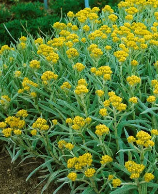 Produktbild von Helichrysum thianshanicum 'Schwefellicht', Strohblume, schwefelgelb, ca. 9x9 cm Topf