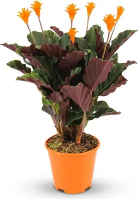 Immagine prodotto di Calathea Crocata in cesto Ø 14 cm, altezza 40-45 cm, fiori arancioni, vaso in Vetroceramica