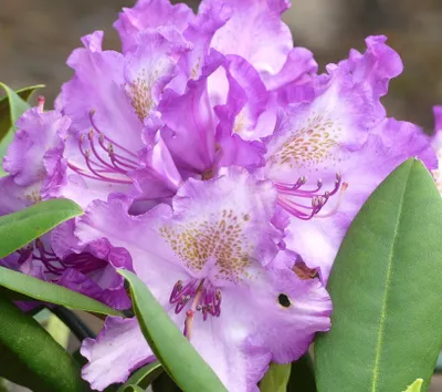 Obrázok produktu pre INKARHO Rhododendron yakushimanum Bohlkens Lupinenberg Azalea 40 - 50 cm