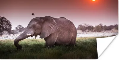 Produktbild von MuchoWow® Poster Roter Sonnenuntergang über einem Elefanten im Gras 160x80 cm - Foto Poster