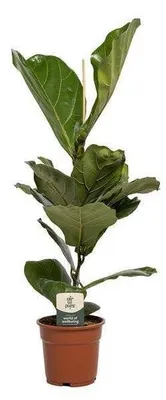 Image de Elzusha - Plante Ficus Lyrata, diamètre 17 cm, hauteur 60 cm