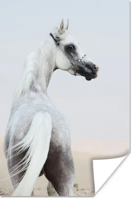 Produktbild von MuchoWow® Poster Pferd - Sand - Pastell 80x120 cm - Papierdruck