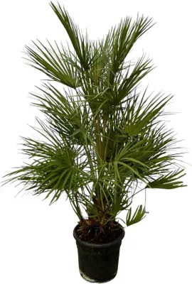 Produktbild von Palmenstrauch - 130 cm - Ø24 cm