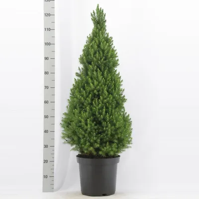 Produktbild von Picea glauca Conica  ca. 50 cm  Zuckerhutfichte Fichte