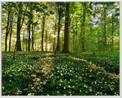 Produktbild von Wallario Wandbild Waldanemonen und Sonnenstrahlen im Wald, Größe: 40,30 x 50,30 cm, Poster mit weißem Aluminiumrahmen